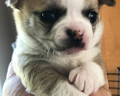Miso-pup-1-4-weeks-old