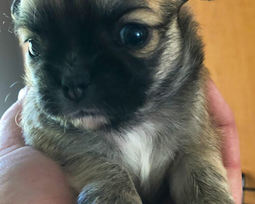 Miso-pup-2-4-weeks-old